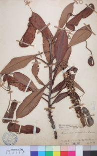 Specimen thumbnail